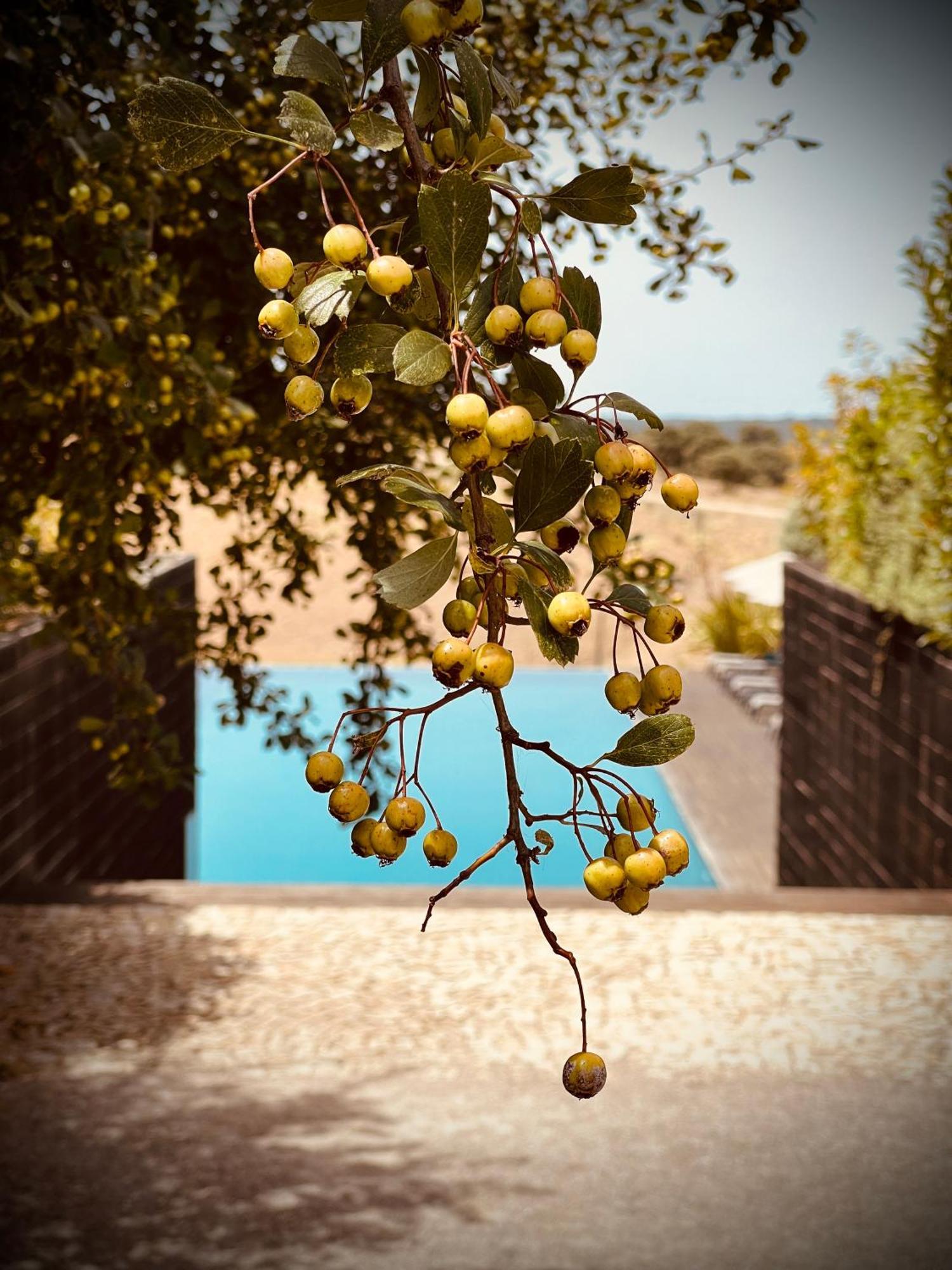 Herdade Da Cortesia Hotel Avis Dış mekan fotoğraf